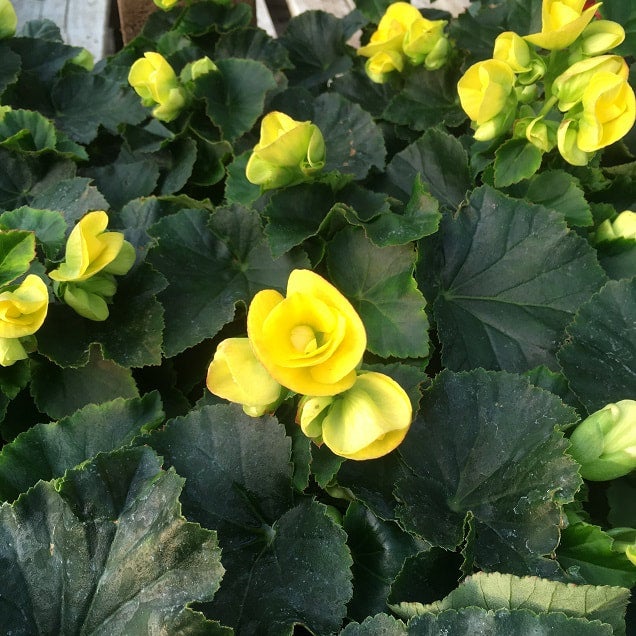 Begonias Aunt Beez Greenhouse