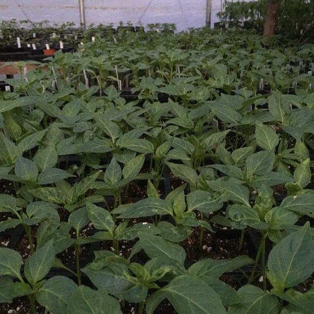 Vegetable Plants Aunt Beez Greenhouse