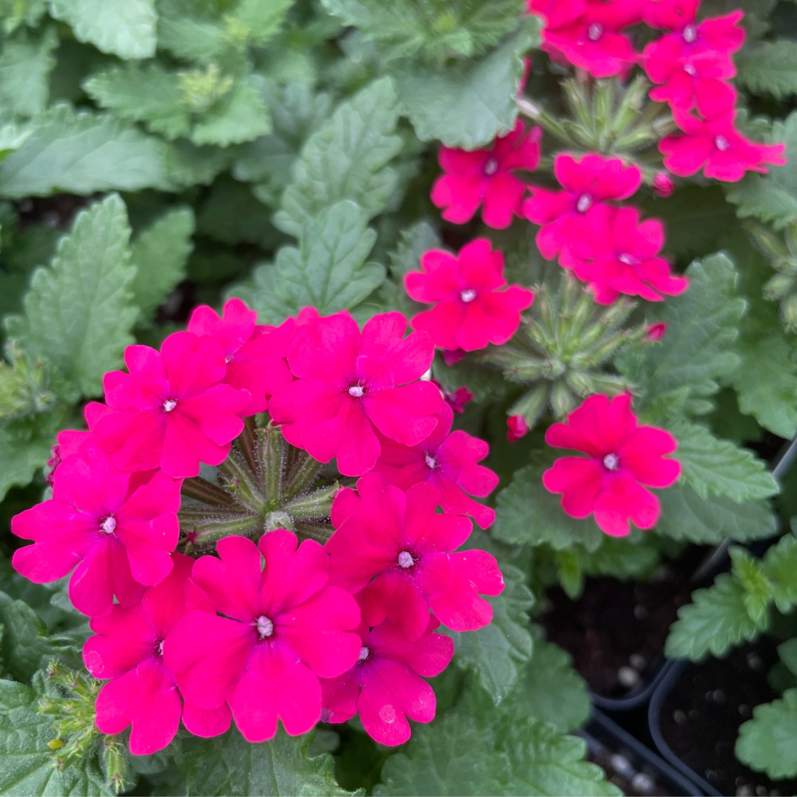 Annual - Verbena 'Vanessa Neon Pink' | Aunt Beez Greenhouse