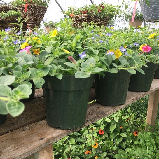 6" combo pots Aunt Beez Greenhouse