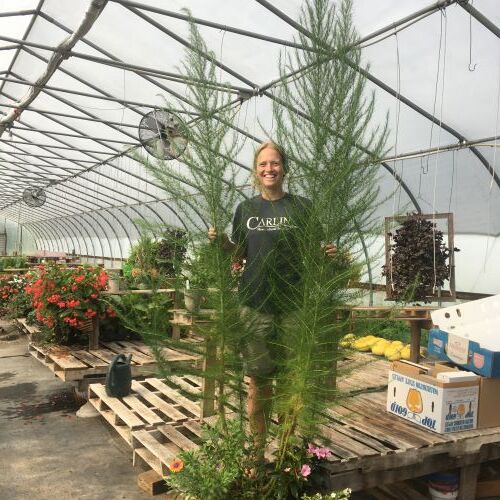 Annual Eupatorium 'Elegant Feathers' Aunt Beez Greenhouse